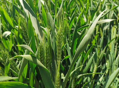 2022夏粮小麦增产丰收已成定局 油菜籽产量明显增加