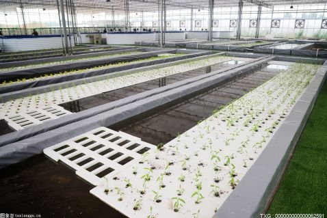 宣威市宝山镇充分发挥地理优势 花椒种植每户净收入达759元