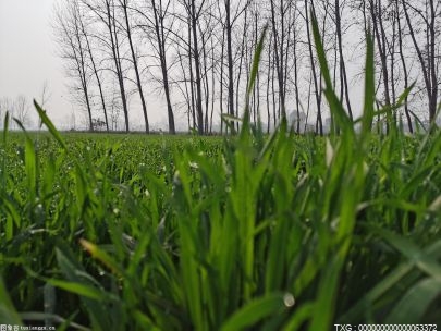 萧山千亩稻田铺展成绿色“地毯” 一个多月后将变彩色稻浪