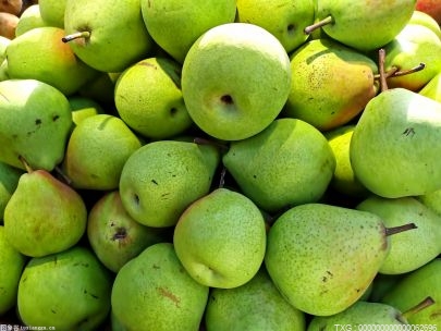河北水果品种转让费首次达到1000万元 新品梨“冀秀”成功转让