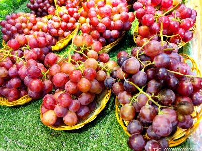 “阳光玫瑰”熟了！不打农药专人培育养出高品质葡萄
