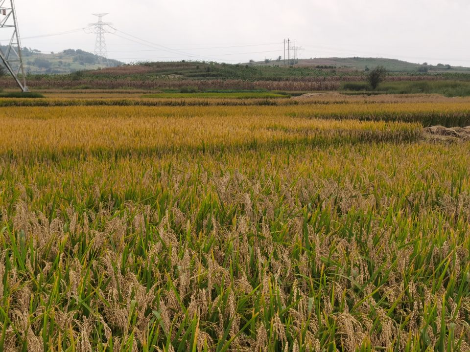 广东已还清了16万亩水田指标的历史欠账 垦造水田已验收33万亩