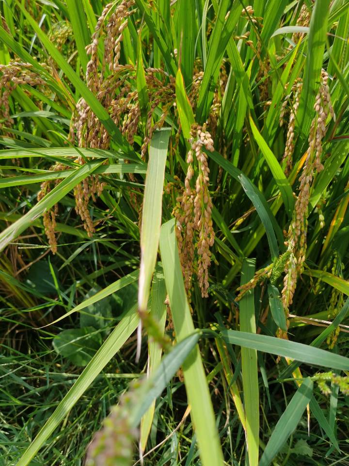 今年梅县区单季晚稻种植面积约15.625万亩 晚稻丰收在望