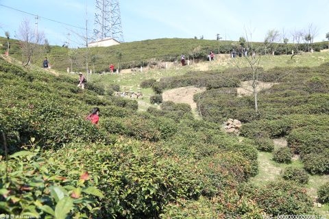 江西分宜县推动黄茶产业高质量发展 提升农业产业化水平